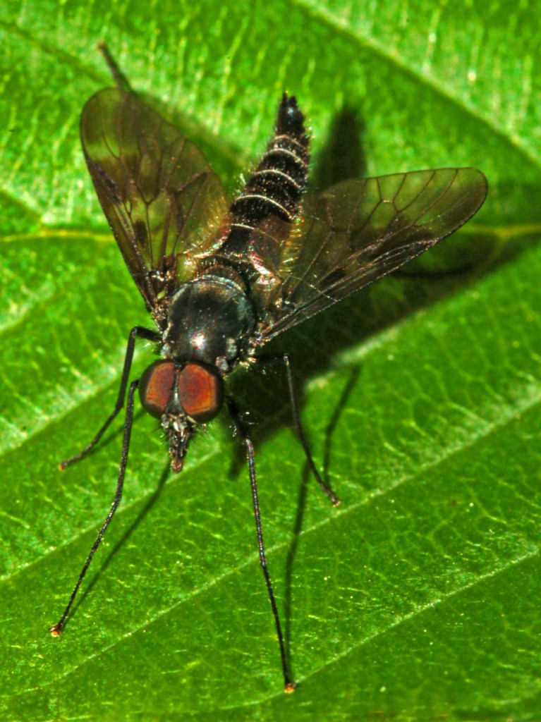 Ibisia marginata (Atherecidae)